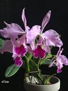 Cattleya jenmanii